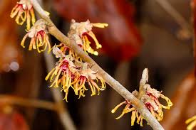Attēlu rezultāti vaicājumam “Hamamelis vernalis”