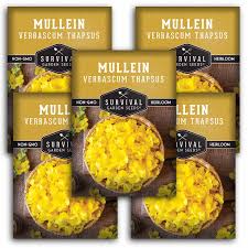 Attēlu rezultāti vaicājumam “Verbascum thapsus fruit”