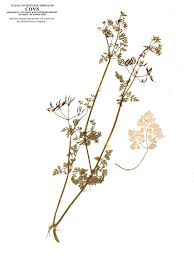 Image result for Anthriscus cerefolium