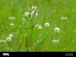 Attēlu rezultāti vaicājumam “Trifolium montanum leaf”