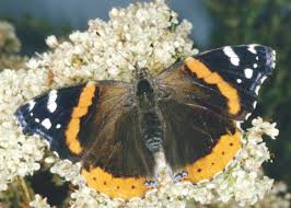 Attēlu rezultāti vaicājumam “Vanessa atalanta upperside”