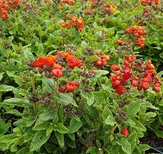Image result for Calceolaria integrifolia