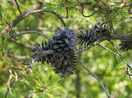 Attēlu rezultāti vaicājumam “Pinus banksiana”