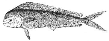Image result for Coryphaena hippurus