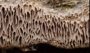 Attēlu rezultāti vaicājumam “Anomoporia bombycina”