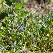 Attēlu rezultāti vaicājumam “Myosotis ramosissima flower”