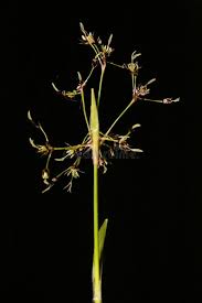 Attēlu rezultāti vaicājumam “Luzula pilosa leaf”