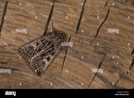 Attēlu rezultāti vaicājumam “Tholera decimalis male”