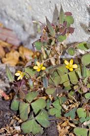 Attēlu rezultāti vaicājumam “Oxalis corniculata”