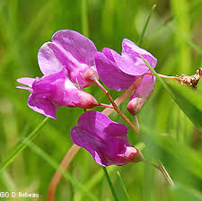 Attēlu rezultāti vaicājumam “Polymerus palustris”