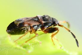 Attēlu rezultāti vaicājumam “Scolopostethus thomsoni”