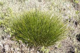 Attēlu rezultāti vaicājumam “Trichophorum cespitosum fruit”