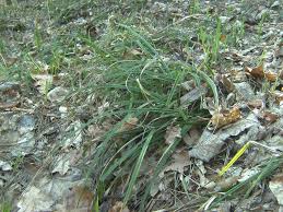 Attēlu rezultāti vaicājumam “Carex pilosa”