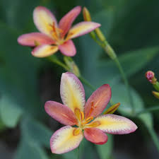 Image result for Pardancanda norrisii