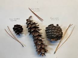 Attēlu rezultāti vaicājumam “Pinus strobus fruit”
