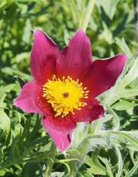 Attēlu rezultāti vaicājumam “Pulsatilla vulgaris”