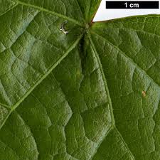 Attēlu rezultāti vaicājumam “Menispermum dauricum leaf”