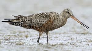 Image result for Limosa haemastica