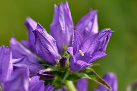 Image result for Glockenblumen