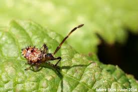 Attēlu rezultāti vaicājumam “Coreus marginatus imago”