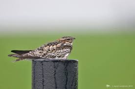 Image result for Chordeiles minor