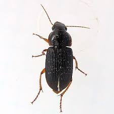 Attēlu rezultāti vaicājumam “Harpalus sp.”