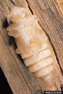 Attēlu rezultāti vaicājumam “Criocephalus rusticus”