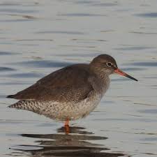 Attēlu rezultāti vaicājumam “Tringa totanus adult”