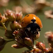 Attēlu rezultāti vaicājumam “Juncus balticus”