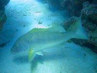 Image result for Lutjanus cyanopterus