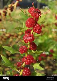Attēlu rezultāti vaicājumam “Chenopodium foliosum fruit”
