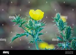 Attēlu rezultāti vaicājumam “Papaver argemone leaf”