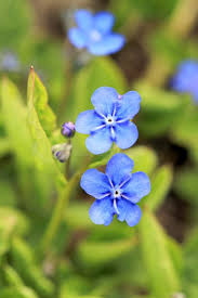 Attēlu rezultāti vaicājumam “Omphalodes verna flower”