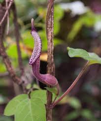 Attēlu rezultāti vaicājumam “Aristolochiaceae”