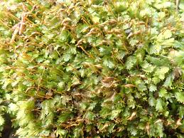 Attēlu rezultāti vaicājumam “Fissidens bryoides sporophyte”