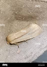 Attēlu rezultāti vaicājumam “Mythimna impura”