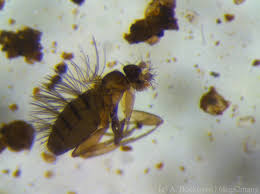 Attēlu rezultāti vaicājumam “Phoridae”