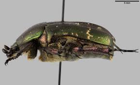 Attēlu rezultāti vaicājumam “Potosia cuprea”