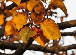 Attēlu rezultāti vaicājumam “Sorbus alnifolia”