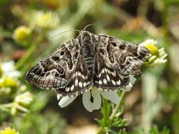 Attēlu rezultāti vaicājumam “Callistege mi”