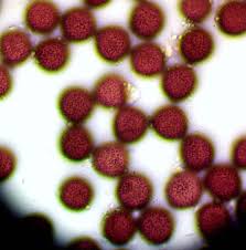 Attēlu rezultāti vaicājumam “Claustria didermoides”