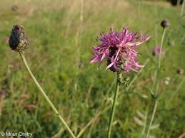 Attēlu rezultāti vaicājumam “Centaurea scabiosa bud”