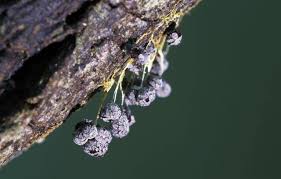 Attēlu rezultāti vaicājumam “Badhamia dubia macro”