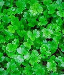 Image result for Koriander