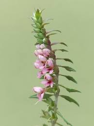 Attēlu rezultāti vaicājumam “Odontites vulgaris leaf”