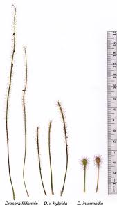 Attēlu rezultāti vaicājumam “Drosera x obovata leaf”