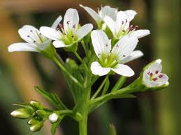 Attēlu rezultāti vaicājumam “Cardamine amara flower”