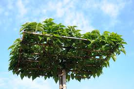 Attēlu rezultāti vaicājumam “Morus alba”