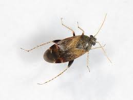 Attēlu rezultāti vaicājumam “Psallus sp. imago”