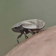 Attēlu rezultāti vaicājumam “Lepyronia coleoptrata”